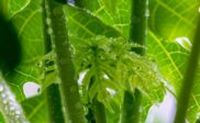 khasiat daun pepaya jepang untuk kesehatan