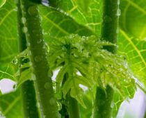 khasiat daun pepaya jepang untuk kesehatan