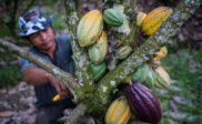 budidaya tanaman kakao