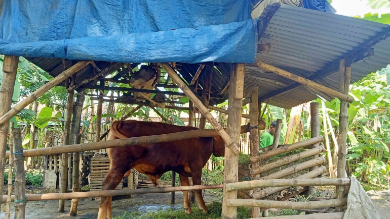 cara memelihara sapi