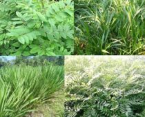 jenis rumput yang bagus untuk pakan sapi