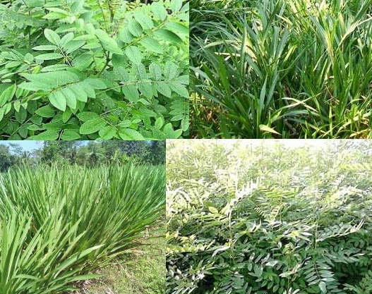 jenis rumput yang bagus untuk pakan sapi