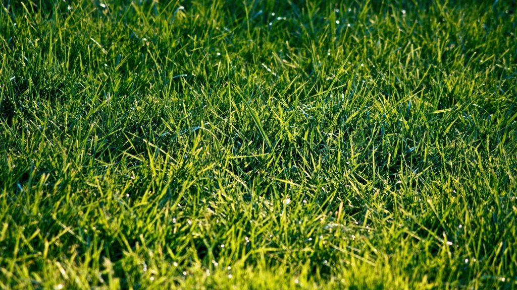 Cara Membuat kompos dari Rumput
