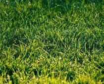 Cara Membuat kompos dari Rumput