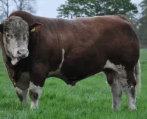 Cara ternak sapi Simmental ini sudah banyak diterapkan di masyarakat. Namun kebanyakan sapi persilangan Simmental adalah sapi persilangan Simmental