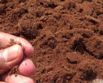 Sabut Kelapa Sebagai Bahan Pakan Ternak